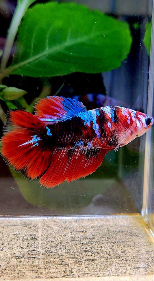 FEMALE HALFMOON BLACK GALAXY RED MULTICOLOR BETTA FISH