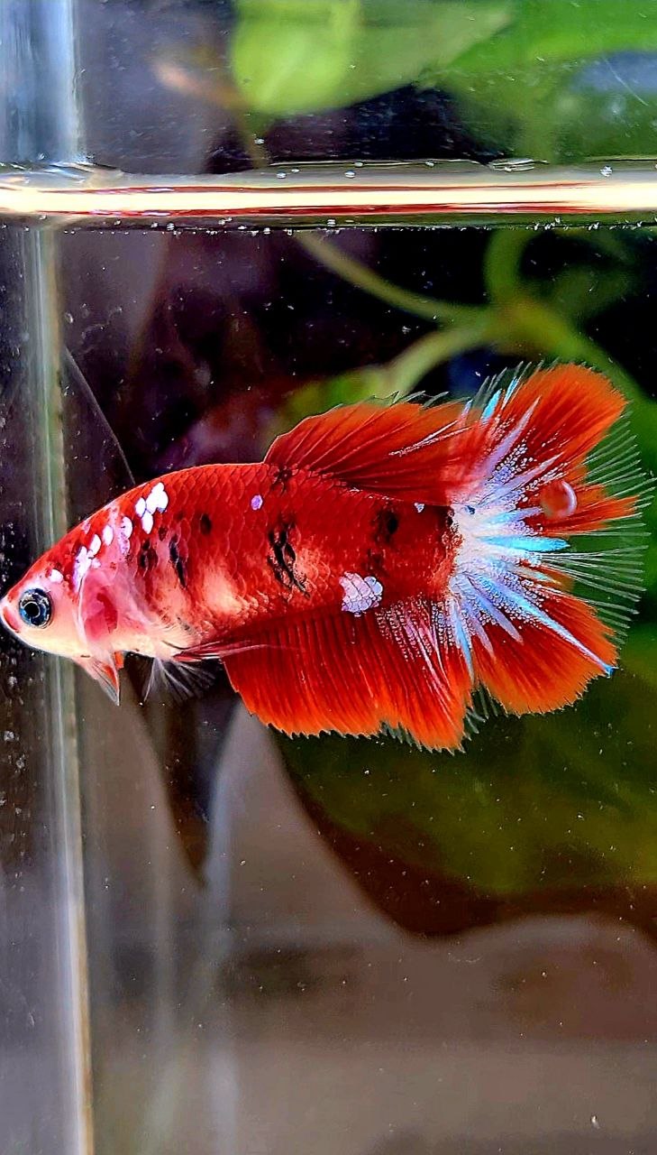 FEMALE HALFMOON RED KOI GALAXY MULTICOLOR BETTA FISH