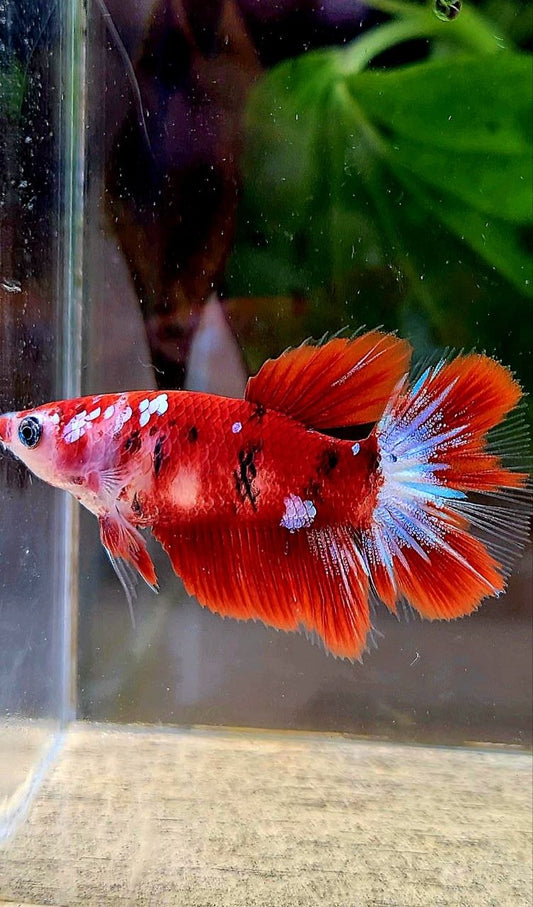 FEMALE HALFMOON RED KOI GALAXY MULTICOLOR BETTA FISH