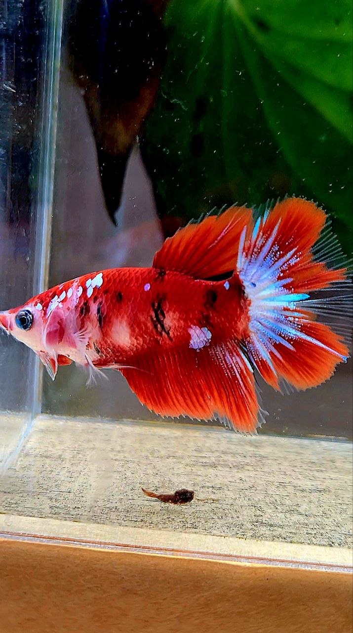 FEMALE HALFMOON RED KOI GALAXY MULTICOLOR BETTA FISH