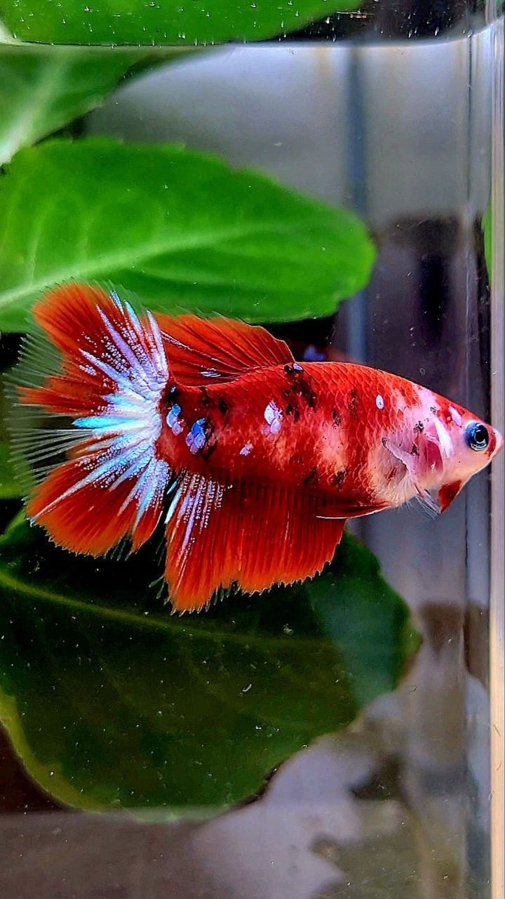 FEMALE HALFMOON RED KOI GALAXY MULTICOLOR BETTA FISH
