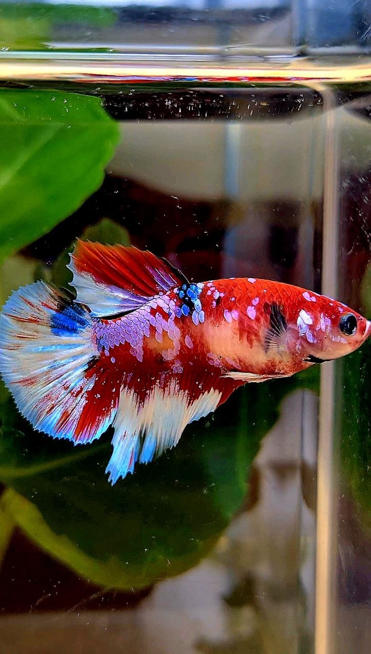 FEMALE HALFMOON RED WHITE PATTERN MULTICOLOR BETTA FISH