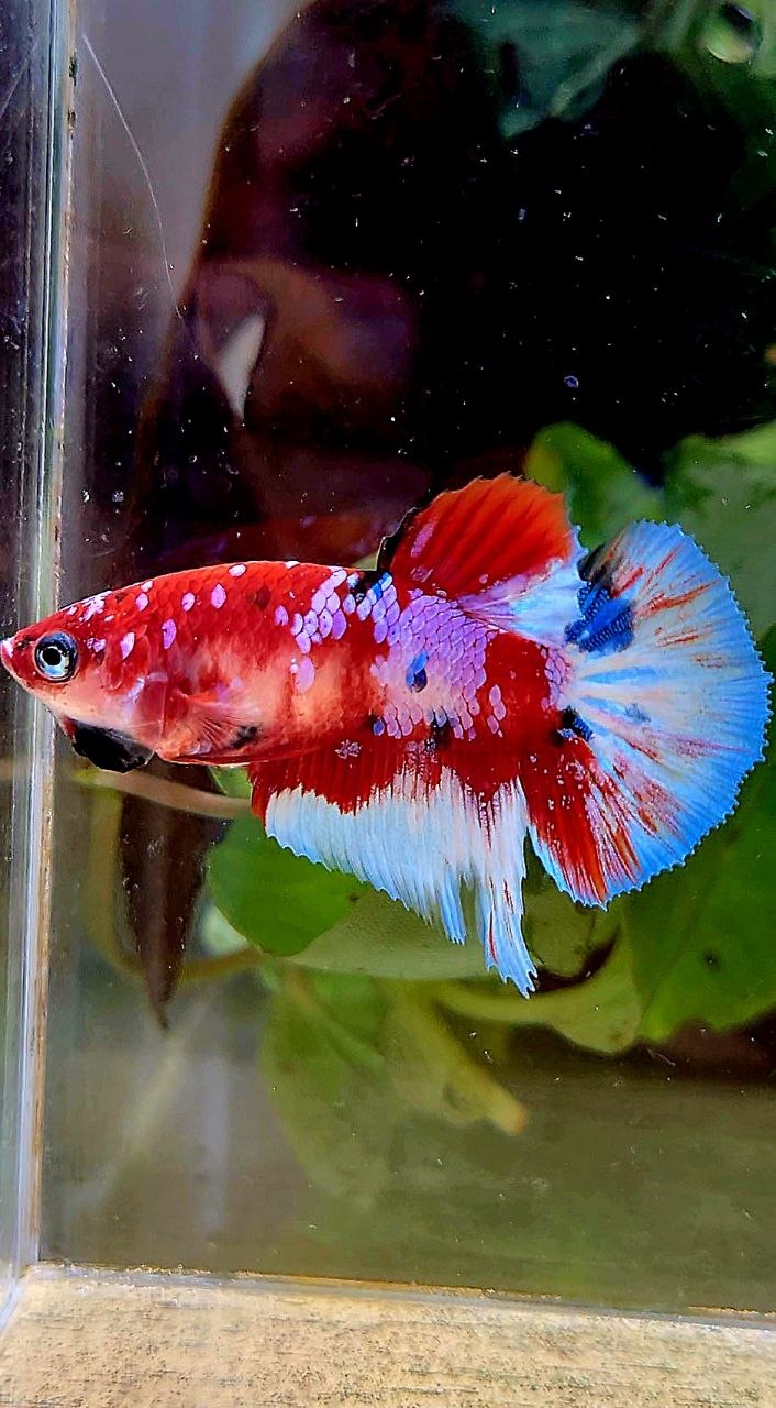 FEMALE HALFMOON RED WHITE PATTERN MULTICOLOR BETTA FISH
