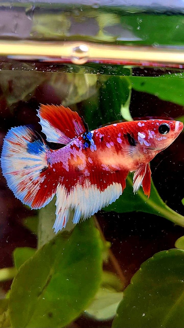 FEMALE HALFMOON RED WHITE PATTERN MULTICOLOR BETTA FISH