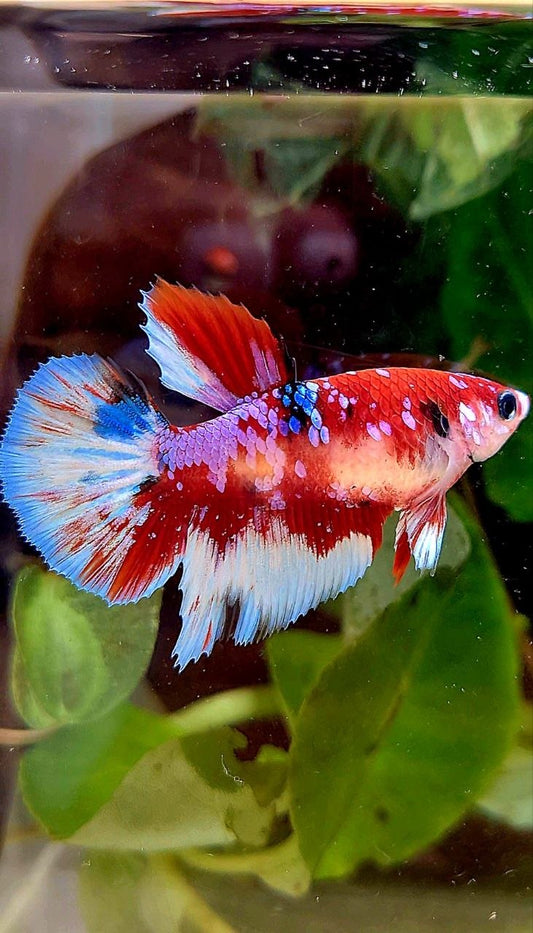 FEMALE HALFMOON RED WHITE PATTERN MULTICOLOR BETTA FISH