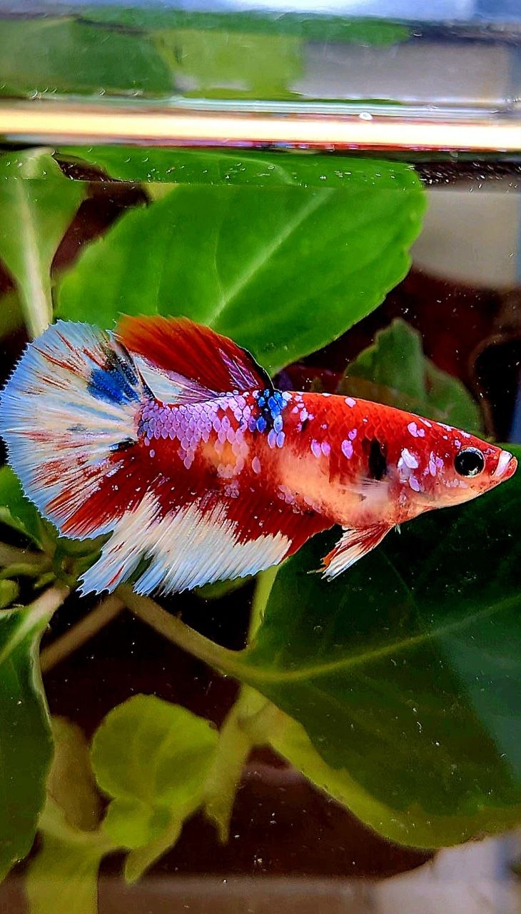FEMALE HALFMOON RED WHITE PATTERN MULTICOLOR BETTA FISH