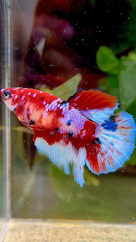 FEMALE HALFMOON RED WHITE PATTERN MULTICOLOR BETTA FISH