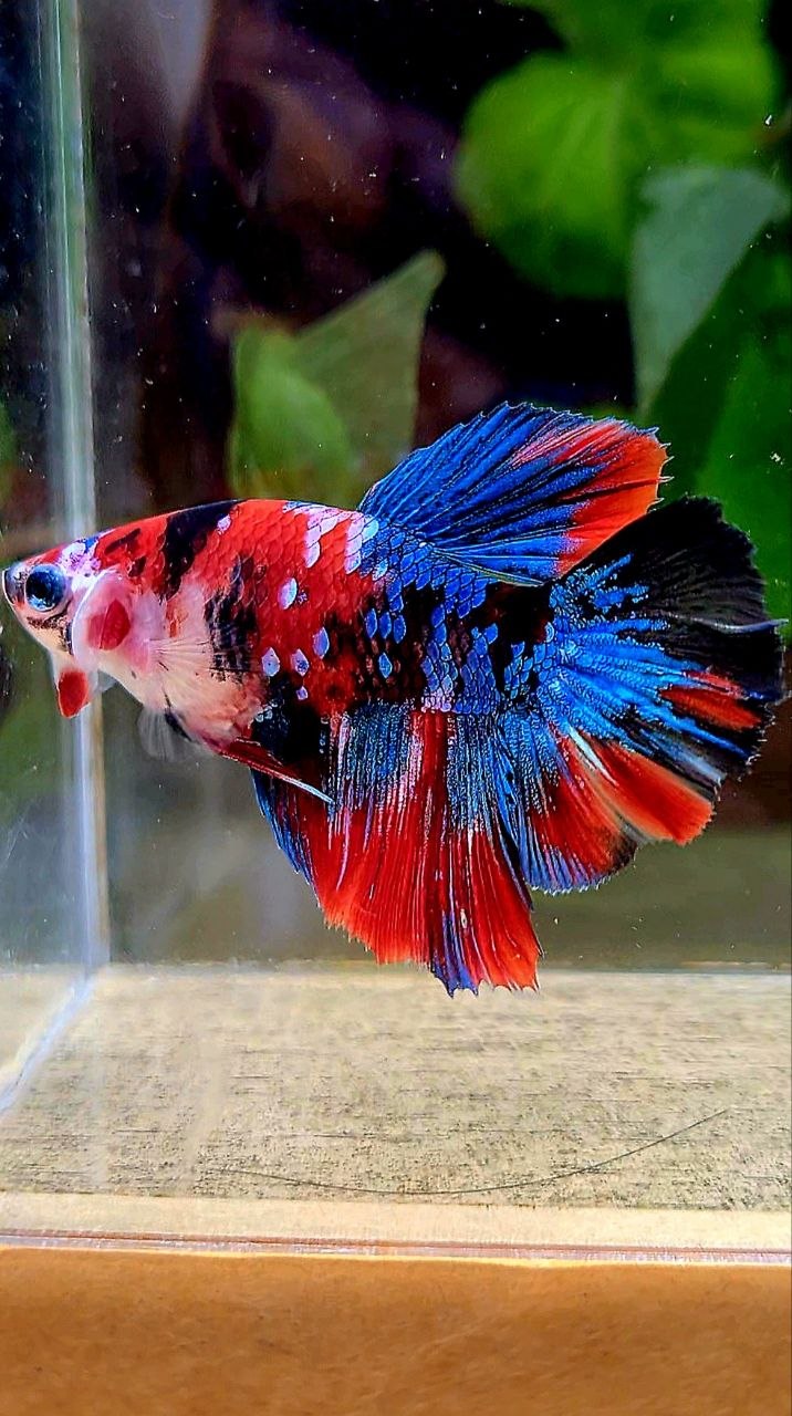 FEMALE HALFMOON ROSETAIL RED GALAXY MULTICOLOR BETTA FISH