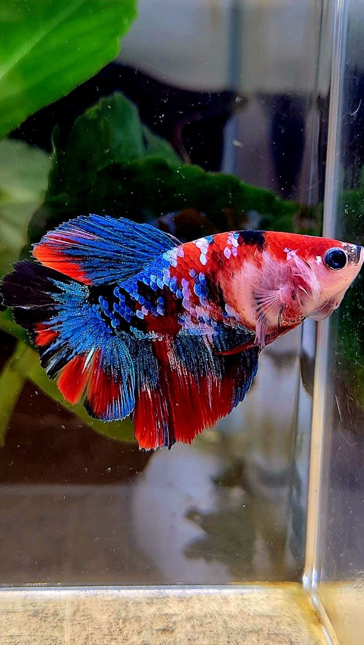 FEMALE HALFMOON ROSETAIL RED GALAXY MULTICOLOR BETTA FISH