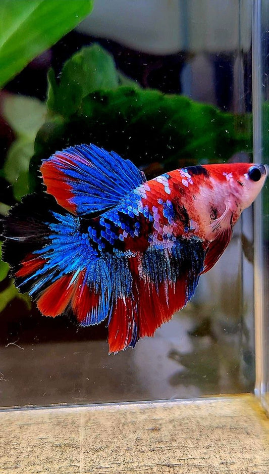 FEMALE HALFMOON ROSETAIL RED GALAXY MULTICOLOR BETTA FISH