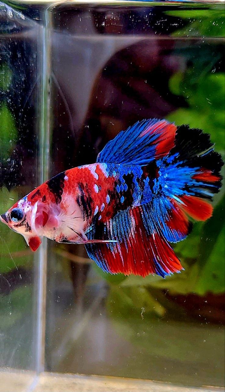 FEMALE HALFMOON ROSETAIL RED GALAXY MULTICOLOR BETTA FISH