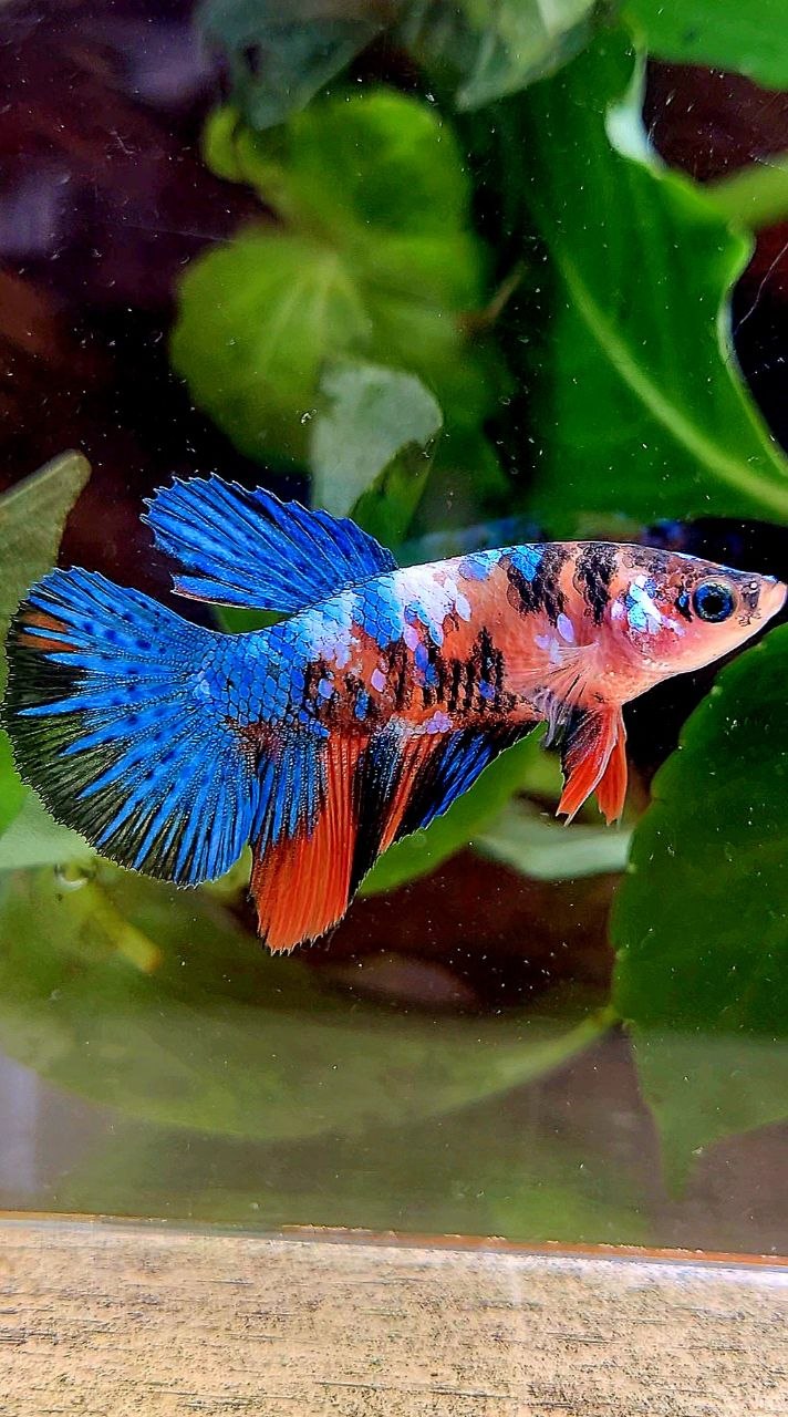 FEMALE HALFMOON ORANGE BLUE GALAXY MULTICOLOR BETTA FISH