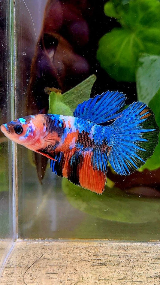 FEMALE HALFMOON ORANGE BLUE GALAXY MULTICOLOR BETTA FISH