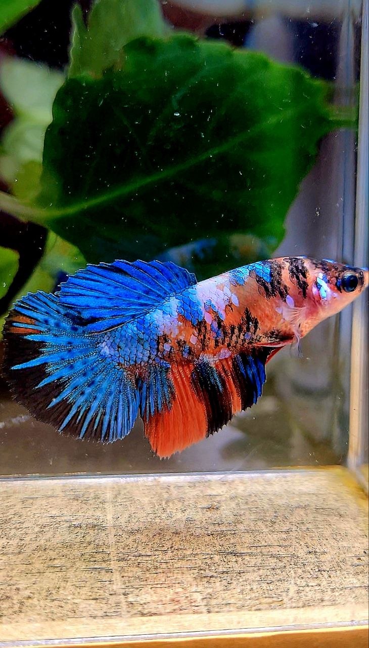 FEMALE HALFMOON ORANGE BLUE GALAXY MULTICOLOR BETTA FISH
