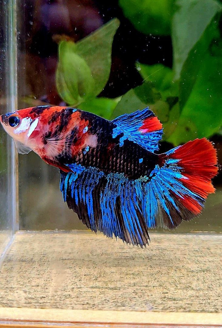FEMALE HALFMOON BLACK GALAXY RED MULTICOLOR BETTA FISH