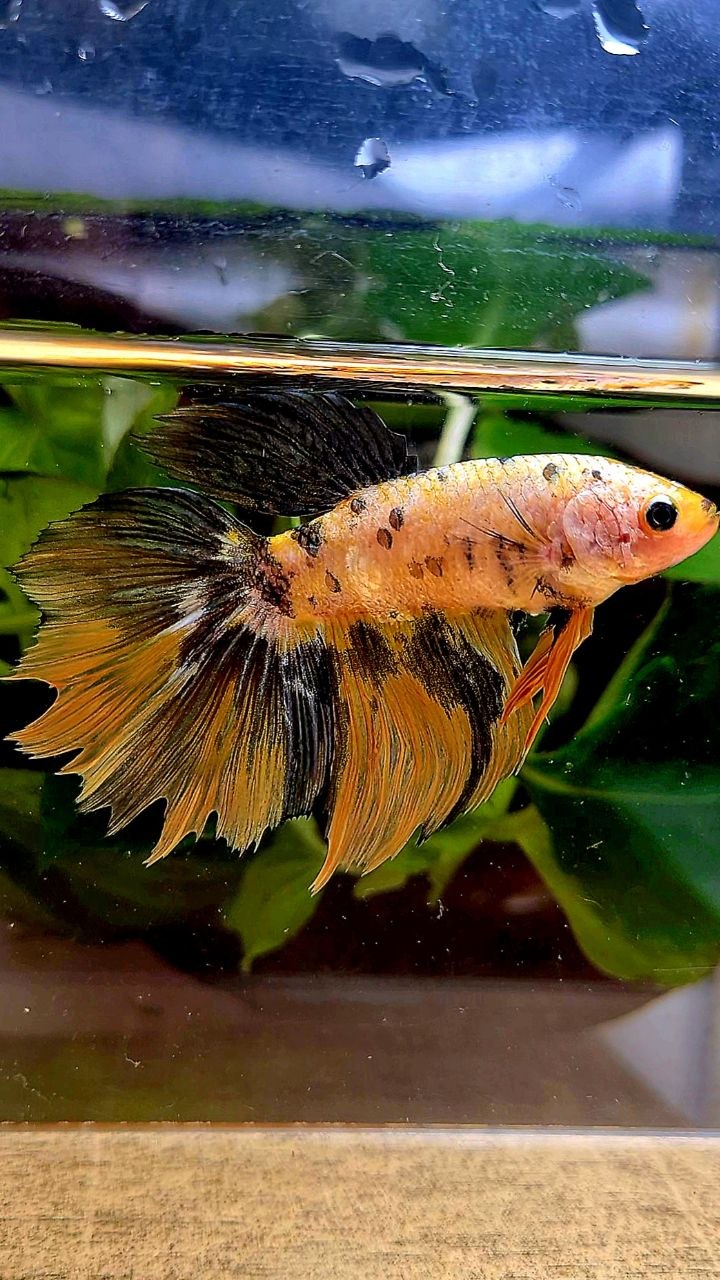 XXL FEMALE HALFMOON ROSETAIL YELLOW FANCY COPPER MULTICOLOR BETTA FISH minus wart