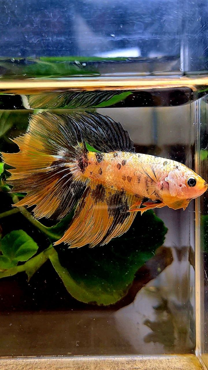 XXL FEMALE HALFMOON ROSETAIL YELLOW FANCY COPPER MULTICOLOR BETTA FISH minus wart