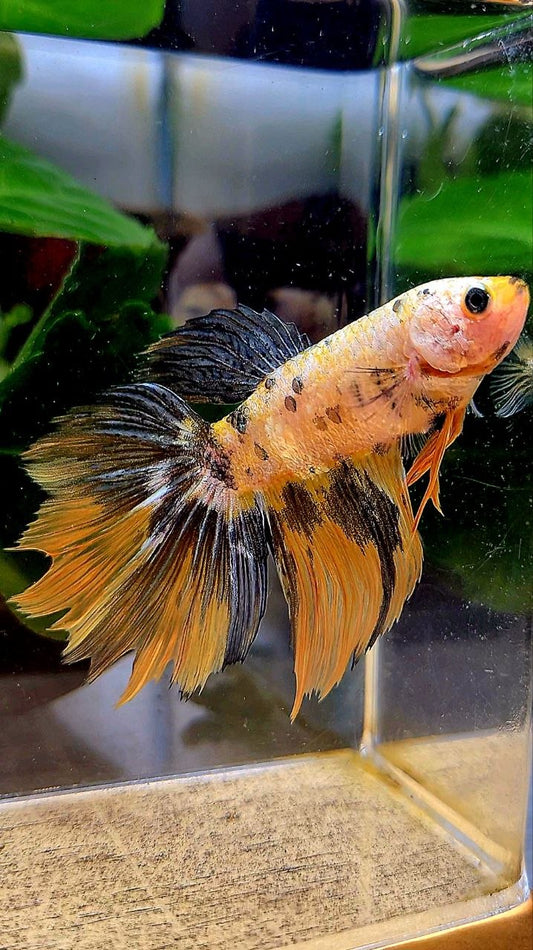 XXL FEMALE HALFMOON ROSETAIL YELLOW FANCY COPPER MULTICOLOR BETTA FISH minus wart