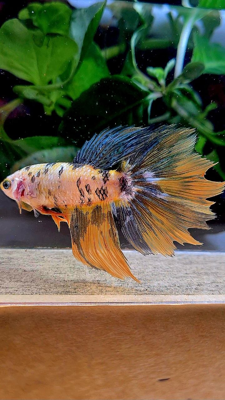 XXL FEMALE HALFMOON ROSETAIL YELLOW FANCY COPPER MULTICOLOR BETTA FISH minus wart