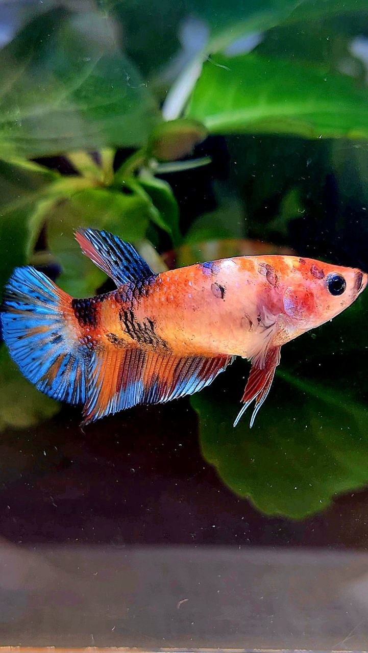 FEMALE PLAKAT ORANGE METTALIC MULTICOLOR BETTA FISH