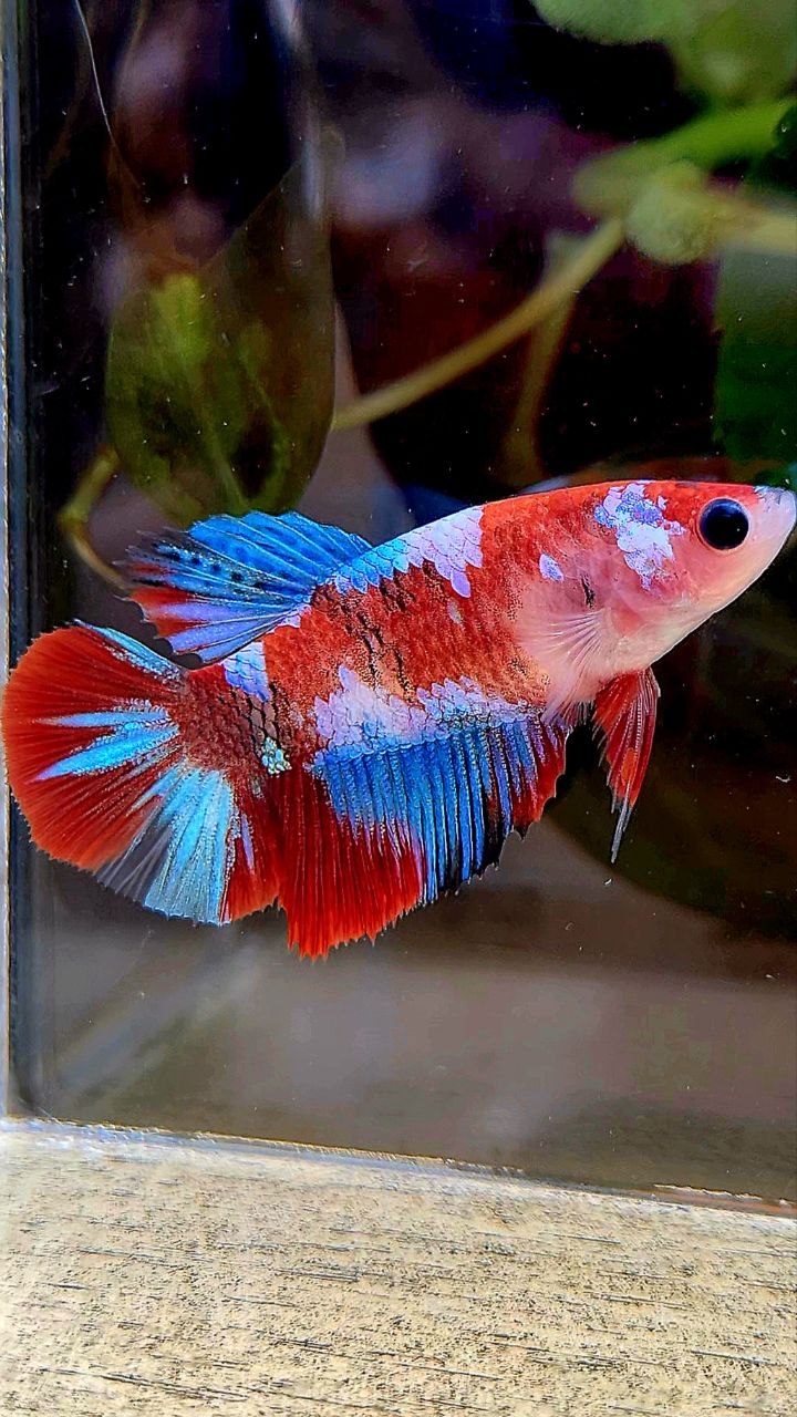 FEMALE HALFMOON RED GALAXY MULTICOLOR BETTA FISH