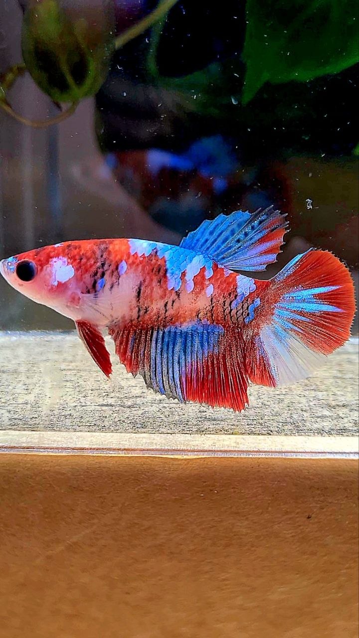 FEMALE HALFMOON RED GALAXY MULTICOLOR BETTA FISH