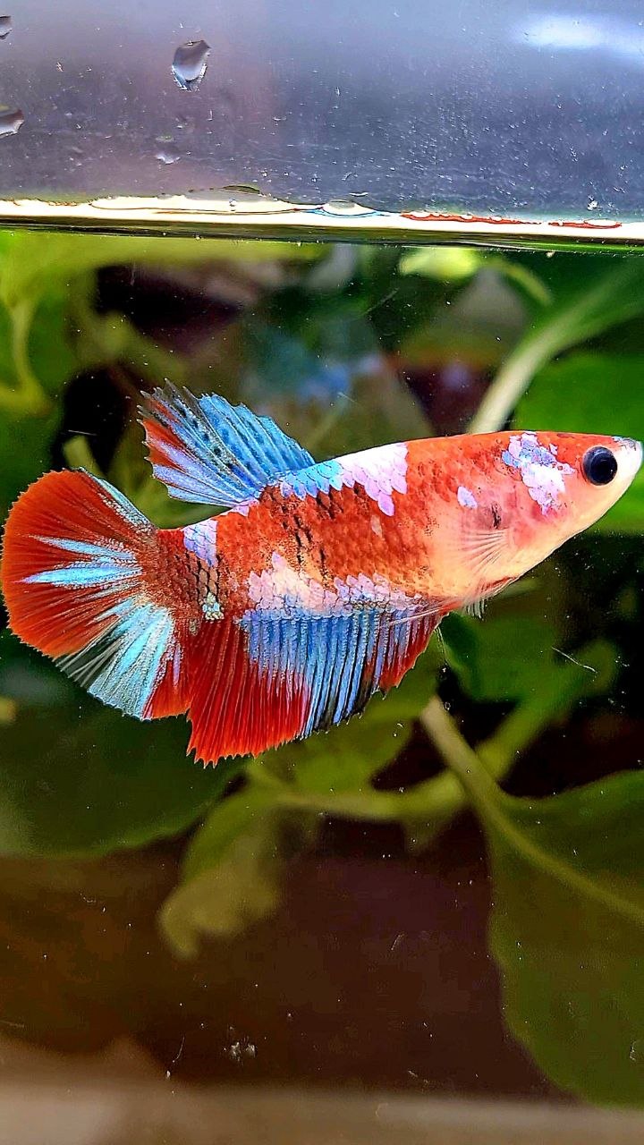 FEMALE HALFMOON RED GALAXY MULTICOLOR BETTA FISH