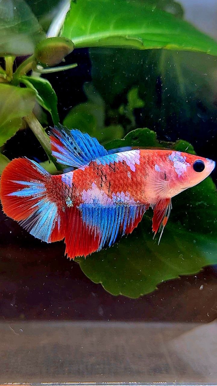 FEMALE HALFMOON RED GALAXY MULTICOLOR BETTA FISH