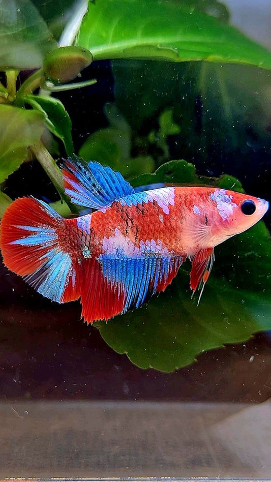 FEMALE HALFMOON RED GALAXY MULTICOLOR BETTA FISH