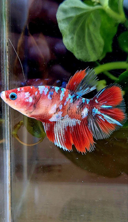 FEMALE HALFMOON RED GALAXY MULTICOLOR BETTA FISH