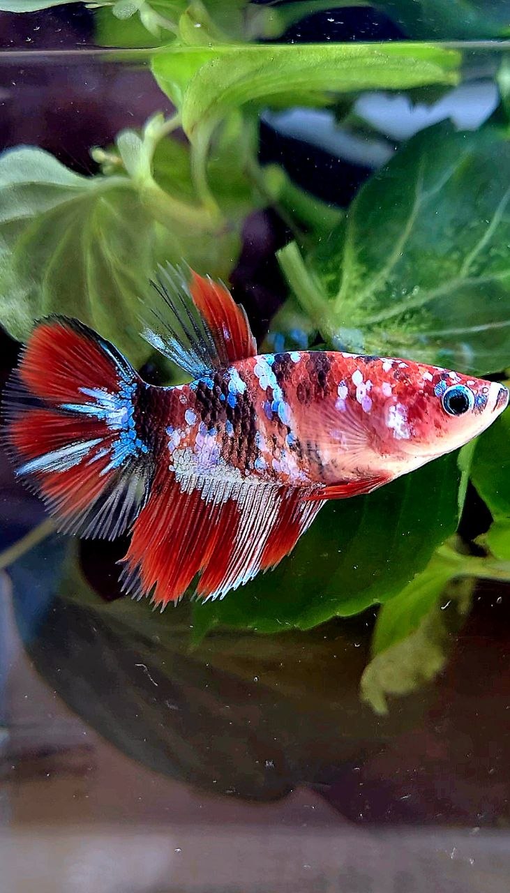 FEMALE HALFMOON RED GALAXY MULTICOLOR BETTA FISH