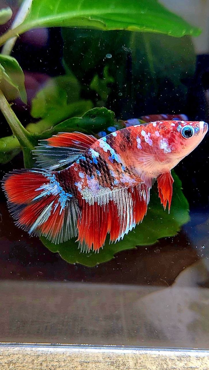 FEMALE HALFMOON RED GALAXY MULTICOLOR BETTA FISH