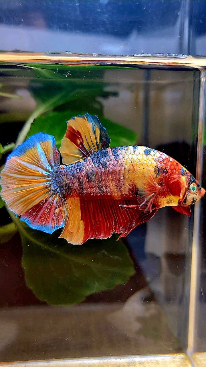 GIANT PLAKAT FANCY MULTICOLOR BETTA FISH