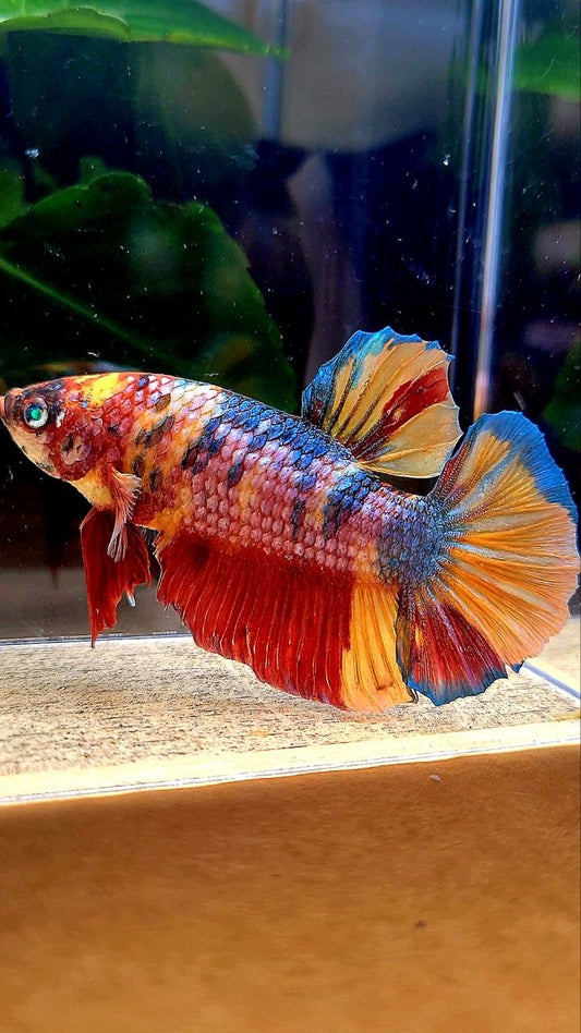 GIANT PLAKAT FANCY MULTICOLOR BETTA FISH