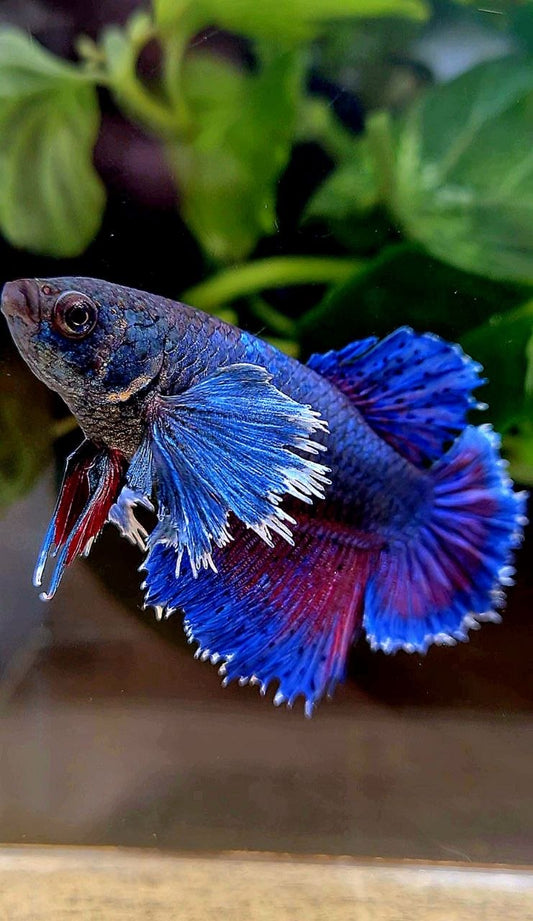 FEMALE HALFMOON SUPER DUMBO COLORED EAR  BLUE PURPLE BETTA FISH