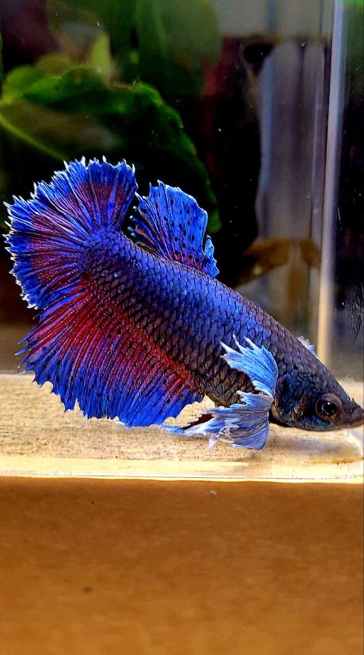 FEMALE HALFMOON SUPER DUMBO COLORED EAR  BLUE PURPLE BETTA FISH