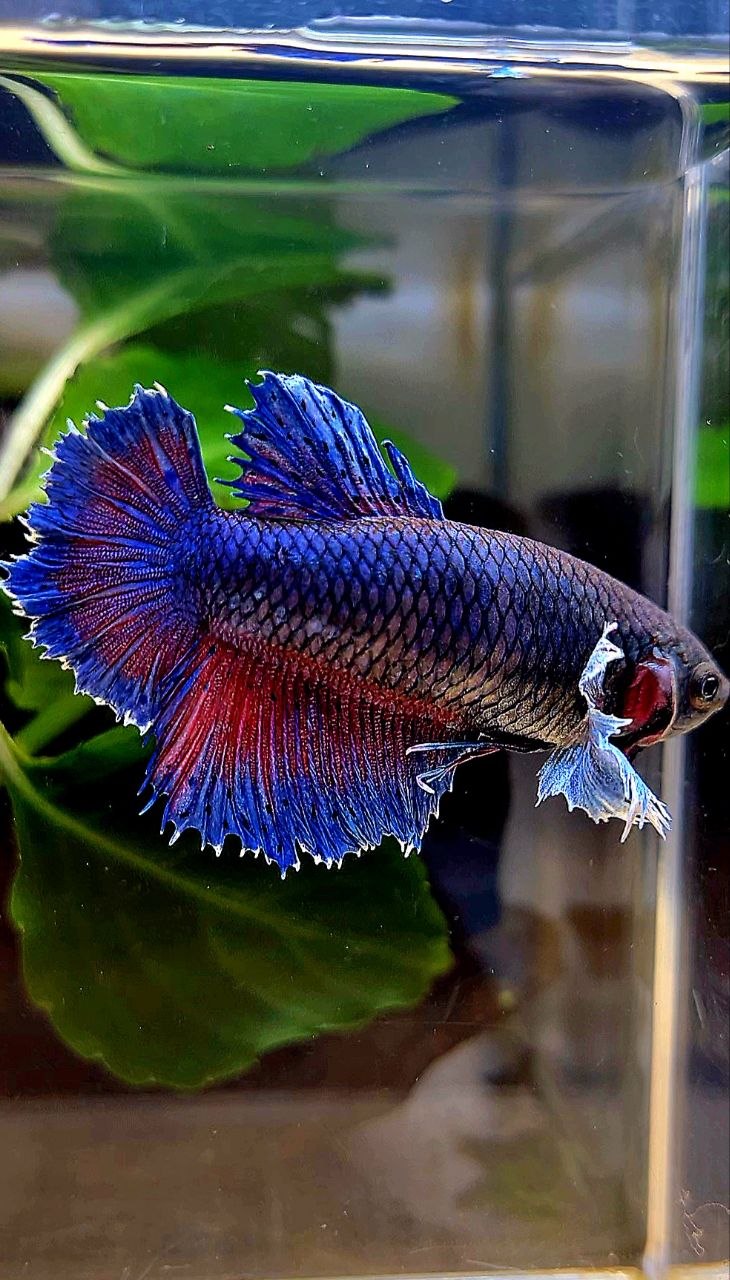 FEMALE HALFMOON SUPER DUMBO COLORED EAR  BLUE PURPLE BETTA FISH