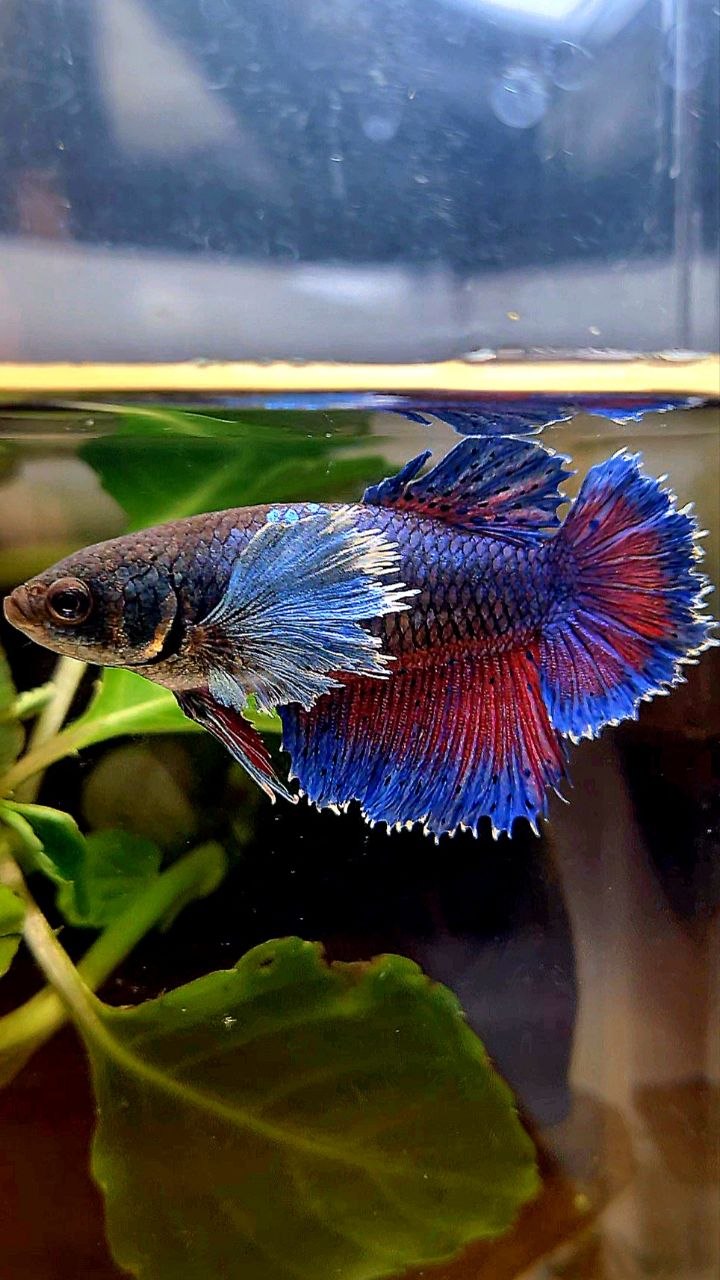 FEMALE HALFMOON SUPER DUMBO COLORED EAR  BLUE PURPLE BETTA FISH