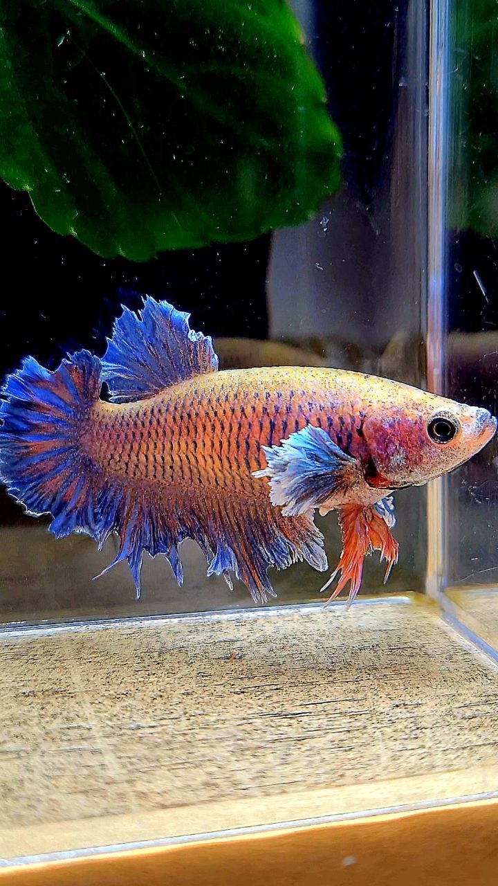 FEMALE HALFMOON KING FEATHER TAIL DUMBO EAR PURPLE ORANGE BETTA FISH