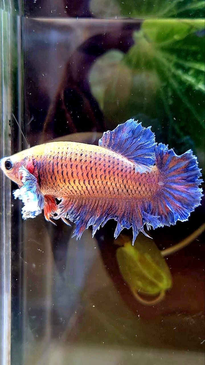 FEMALE HALFMOON KING FEATHER TAIL DUMBO EAR PURPLE ORANGE BETTA FISH