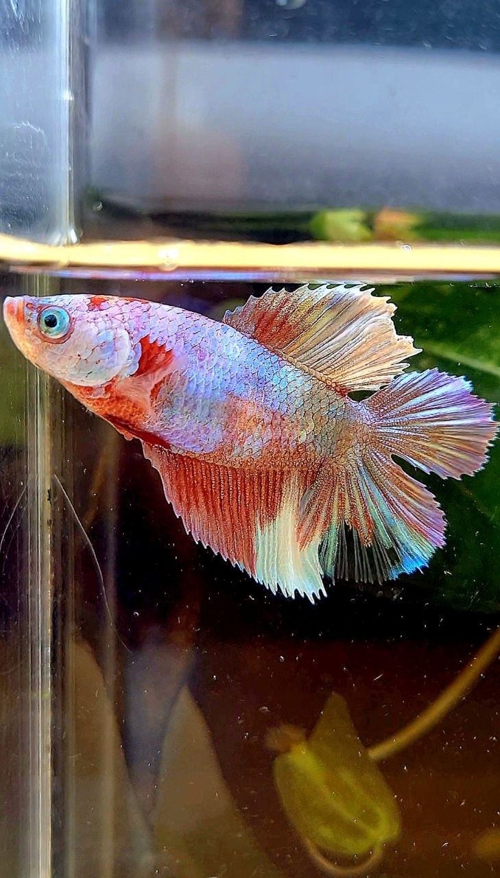 FEMALE HALFMOON DOUBLE TAIL WHITE MULTICOLOR BETTA FISH
