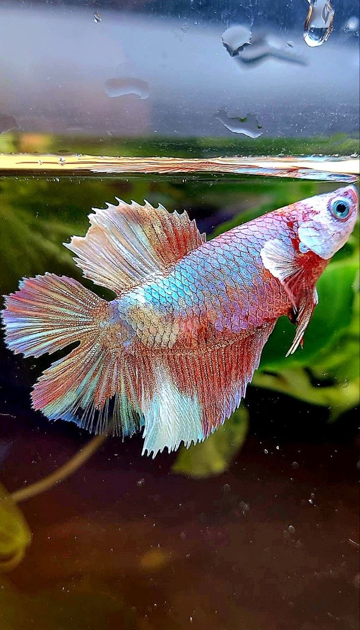 FEMALE HALFMOON DOUBLE TAIL WHITE MULTICOLOR BETTA FISH