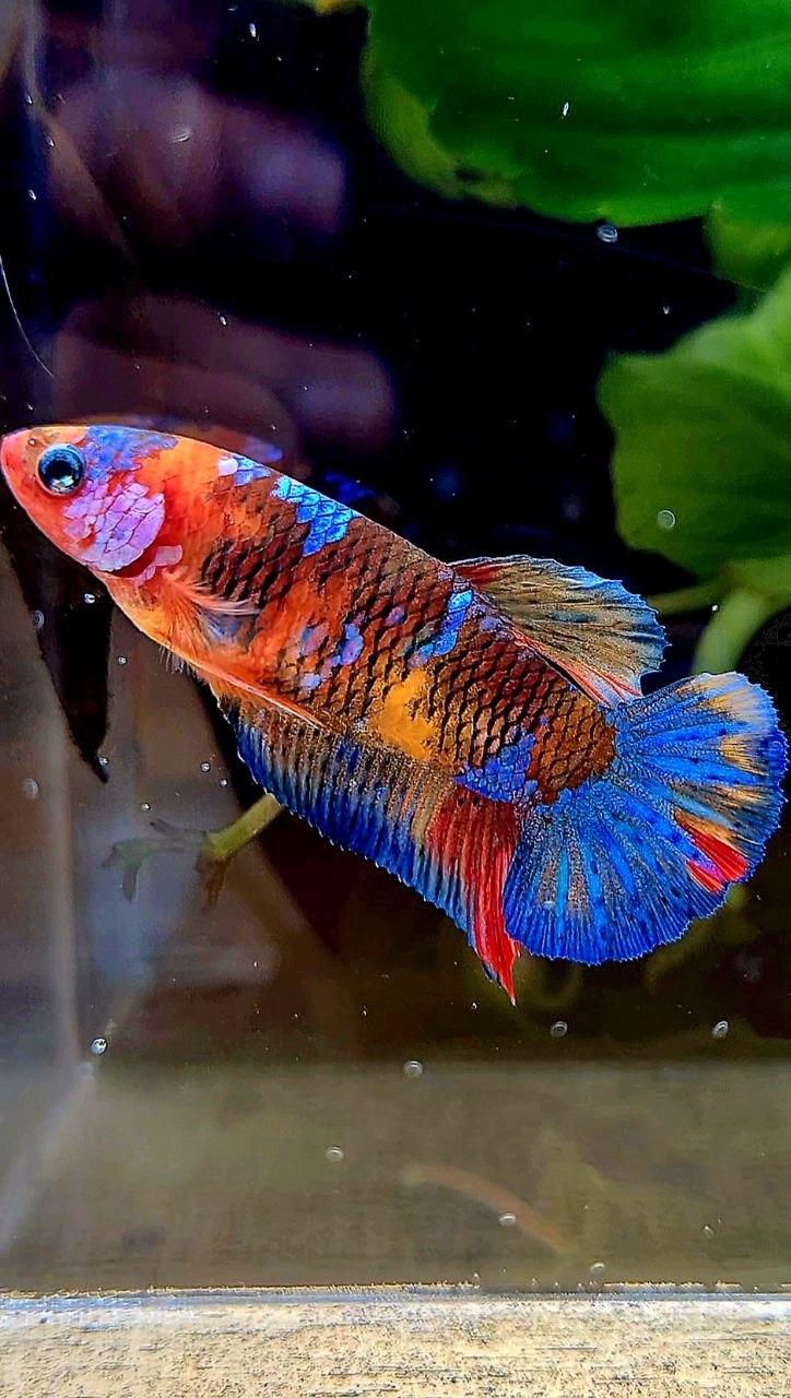 FEMALE PLAKAT GALAXY MULTICOLOR BETTA FISH