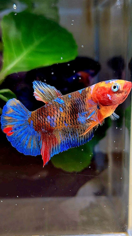 FEMALE PLAKAT GALAXY MULTICOLOR BETTA FISH