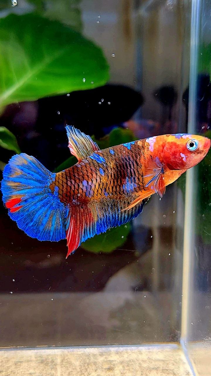 FEMALE PLAKAT GALAXY MULTICOLOR BETTA FISH