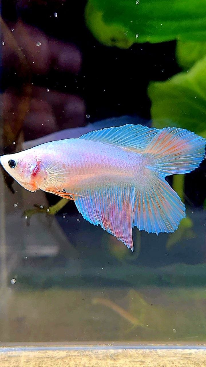 FEMALE VEILTAIL DOUBLE TAIL UNICORN BETTA FISH