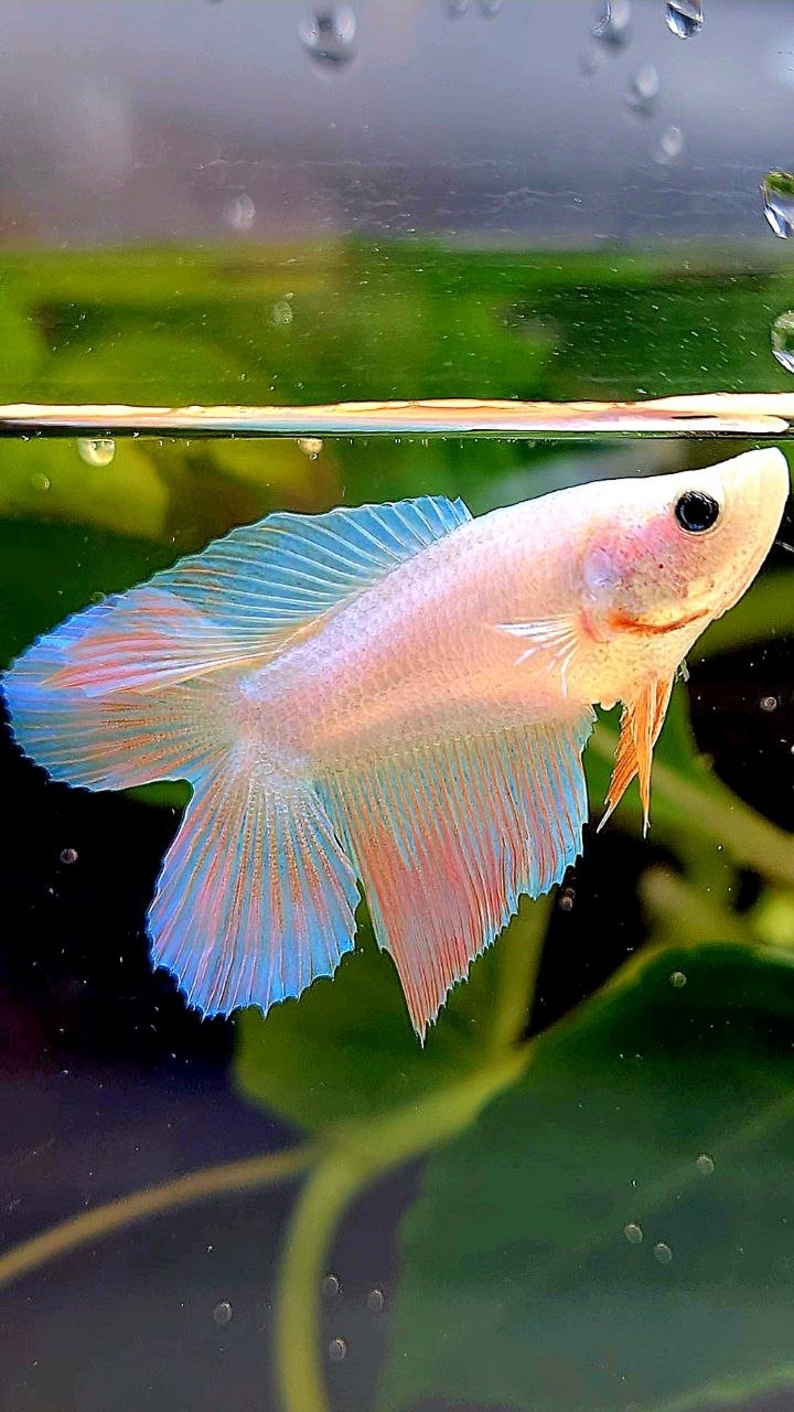 FEMALE VEILTAIL DOUBLE TAIL UNICORN BETTA FISH