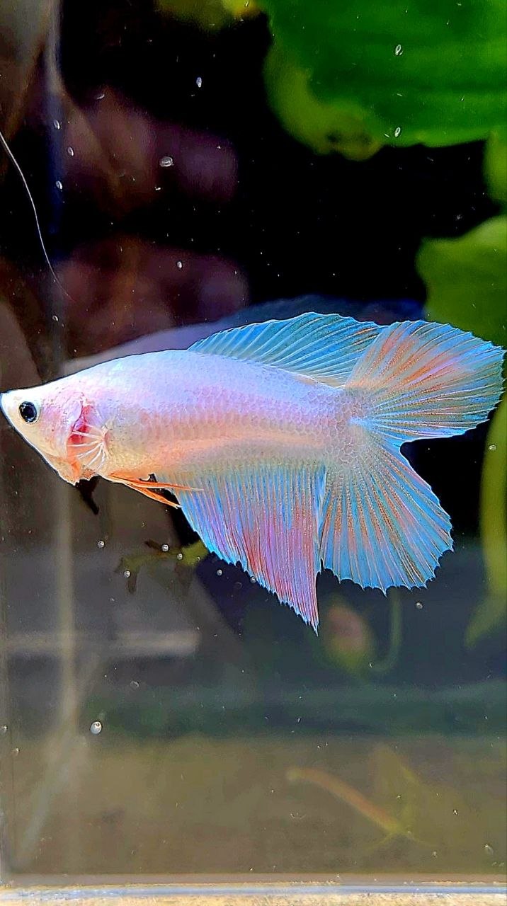 FEMALE VEILTAIL DOUBLE TAIL UNICORN BETTA FISH