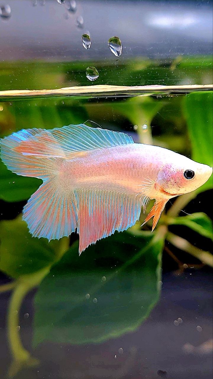 FEMALE VEILTAIL DOUBLE TAIL UNICORN BETTA FISH