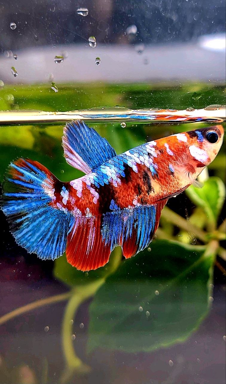 FEMALE HALFMOON RED GALAXY MULTICOLOR BETTA FISH